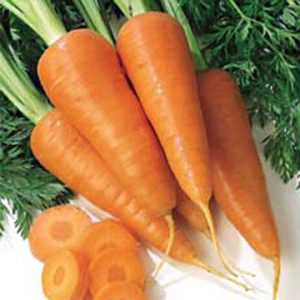 Морква 2 кат