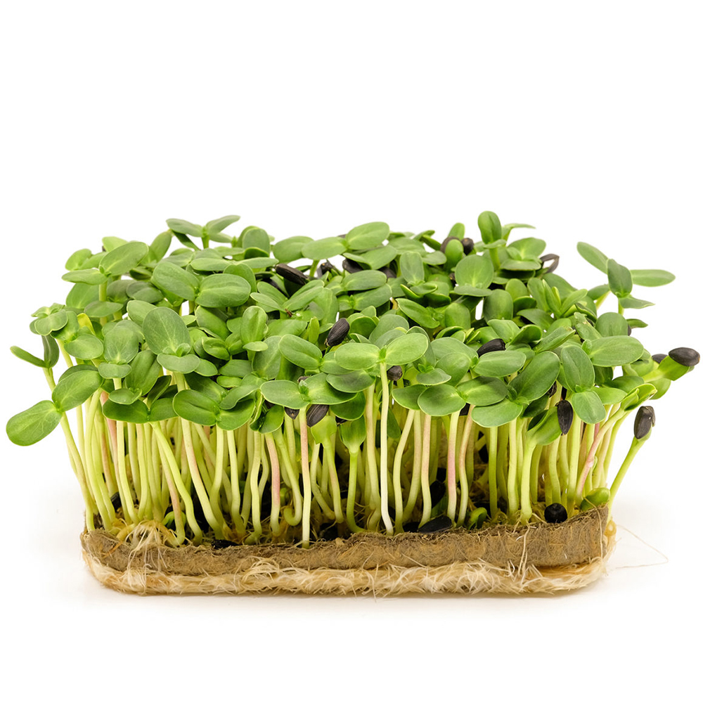 Мікрозелень VitaminsGreens Соняшник лот